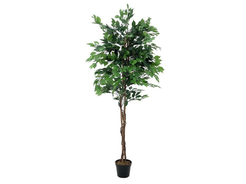Europalms Ficus-Benjamini Multi-Stamm, 210cm - Kunstpflanze