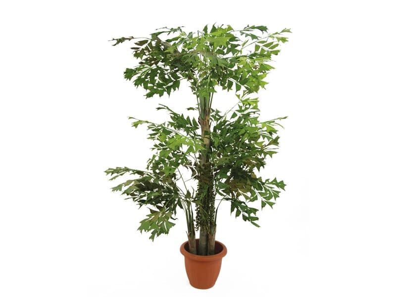 EUROPALMS Fishtail-Palmbaum, 380cm Kunstpflanze