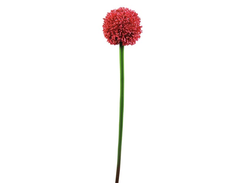 Europalms Alliumzweig, rot, 55cm - Kunstpflanze