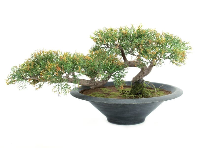 EUROPALMS Bonsai-Zeder 160 Spitzen 40cm, "Cedar", Kunstpflanze