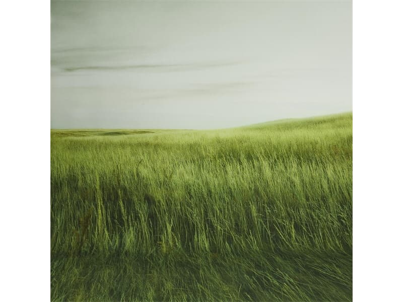 walimex pro Fotomotiv-Hintergrund 'Grass', 3x6m