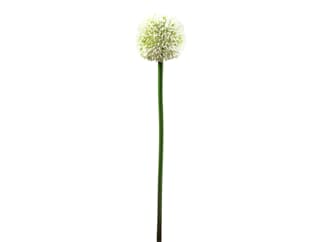 Europalms Alliumzweig, cremefarben, 55cm - Kunstpflanze