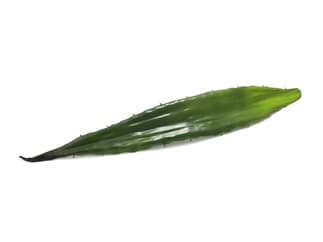 Europalms Aloeblatt (EVA), grün, 60cm - Kunstpflanze