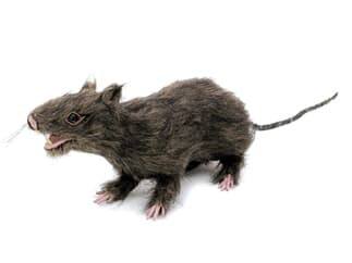 Europalms Halloween Ratte lebensecht mit Fell