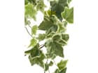Europalms Holland-Efeuranke geprägt 86cm - Kunstpflanze