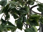 EUROPALMS Philodendronbusch Classic, künstlich, 60cm