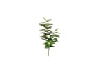 Europalms Pothos, 150cm, Kunstpflanze, 45 Blätter