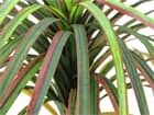 Europalms Dracena, rot-grün, 170cm, Kunstpflanze, 78 Blätter