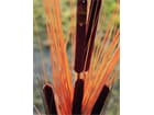 Schilfgras hellbraun mit Rohrkolben 152cm, Kunstpflanze