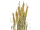 Europalms Weizenbündel, 60cm - Kunstpflanze