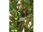 Europalms Olivenbaum mit Früchten, 200cm - Kunstpflanze