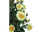 Europalms Rosenbusch, zartgelb, 140cm - Kunstpflanze