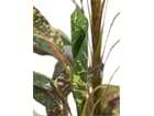 Europalms Croton mit Kokosstamm, 180cm - Kunstpflanze