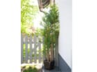 EUROPALMS Bambus deluxe, Kunstpflanze, 150cm