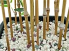 Zierbambus in Dekoschale, 150cm, Kunstpflanze
