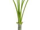 Europalms Areca deluxe, 180cm - Kunstpflanze