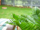 Euro Palms Cycas Palme, Kunstpflanze, 70cm Kleines Palmfarngewächs mit Blättern aus hochwertigem PEVA