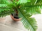 Euro Palms Cycas Palme, Kunstpflanze, 70cm Kleines Palmfarngewächs mit Blättern aus hochwertigem PEVA