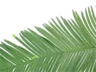 Cocos-Königspalmwedel ( einzeln ) ca 2 meter lang, Kunstpflanze