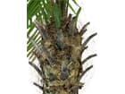 Europalms Phönixpalme luxor, 150cm - Kunstpflanze