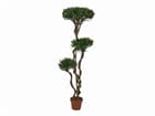 Europalms Bonsai-Palmenbaum, Multistamm, 130cm - Kunstpflanze