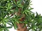 Europalms Bonsai-Palmenbaum, 180cm - Kunstpflanze