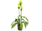 Europalms Ingwerlilie, 95cm - Kunstpflanze