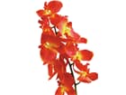 Europalms Orchideenzweig, orange, 70cm - Kunstpflanze