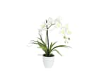 Europalms Orchideen-Arrangement 1 - 62cm, Kunstpflanze