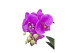 Europalms Orchideen-Arrangement 3 - Kunstpflanze