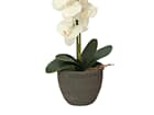 EUROPALMS Orchidee, Kunstpflanze, cremefarben, 80cm