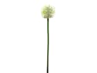 Europalms Alliumzweig, cremefarben, 55cm - Kunstpflanze