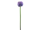 Europalms Alliumzweig, lavendel, 55cm - Kunstpflanze