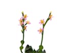 EUROPALMS Steinrose (EVA), pink, 32cm, Kunstpflanze