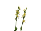 EUROPALMS Steinrose (EVA), gelb, 32cm, Kunstpflanze