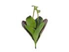EUROPALMS Seerose (EVA), geschlossen, grün, 45cm, Kunstpflanze