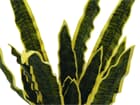 EUROPALMS Sanseveria (EVA), grün, 60cm, Kunstpflanze