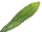 Europalms Aloeblatt (EVA), grün, 60cm - Kunstpflanze