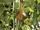 Europalms Fishtail-Palmbaum, 305cm - Kunstpflanze