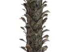 Europalms Yuccapalme, 165cm - Kunstpflanze