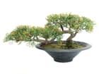 EUROPALMS Bonsai-Zeder 160 Spitzen 40cm, "Cedar", Kunstpflanze