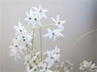 EUROPALMS Jasmingras, Kunstpflanze, weiß, 130 cm