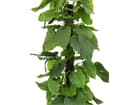 Europalms Pothos, 180cm - Kunstpflanze