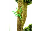 Buchskugelbaum 6-fach im Zementtopf 163cm, Kunstpflanze