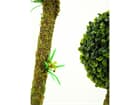 Buchskugelbaum 6-fach im Zementtopf 163cm, Kunstpflanze