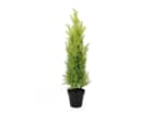 Europalms Zypresse, Leyland, 75cm - Kunstpflanze