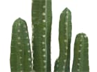 EUROPALMS Mexikanischer Kaktus, Kunstpflanze, grün, 123cm