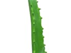 Europalms Aloe-Vera-Pflanze, 63cm - Kunstpflanze