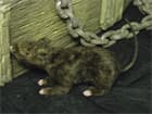 Europalms Halloween Ratte lebensecht mit Fell